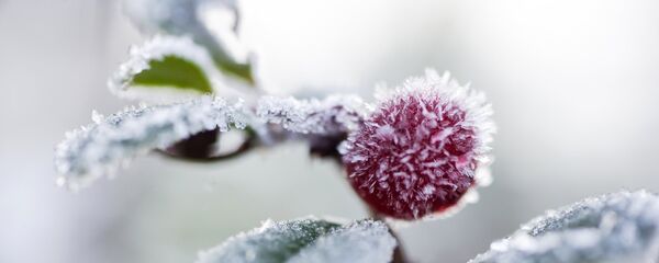 Иней Иней - Sputnik Moldova