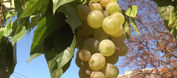 Orheiul marchează sărbătoarea naţională Ziua Vinului - Sputnik Moldova