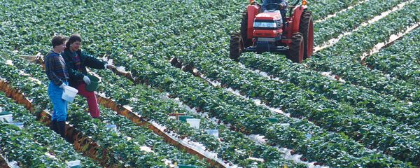 Muncitori pe plantație - Sputnik Moldova-România