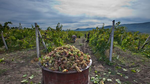 Сбор урожая винограда - Sputnik Молдова