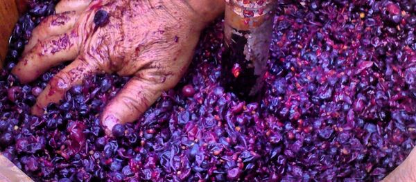 Weintraube - Sputnik Молдова