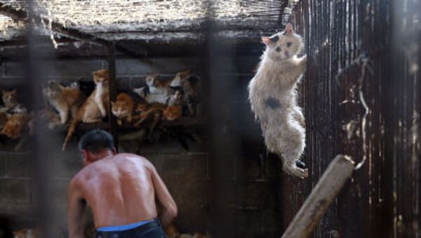 Кот пытается сбежать со скотобойни в Китае, где местные жители употребляют в пищу мясо кошек и собак - Sputnik Moldova