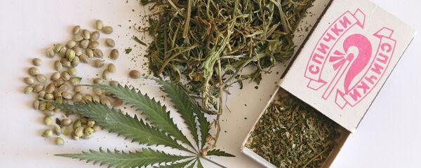 Конопля, выращенная в частном дворе, cânepă, canabis, narcotice - Sputnik Moldova