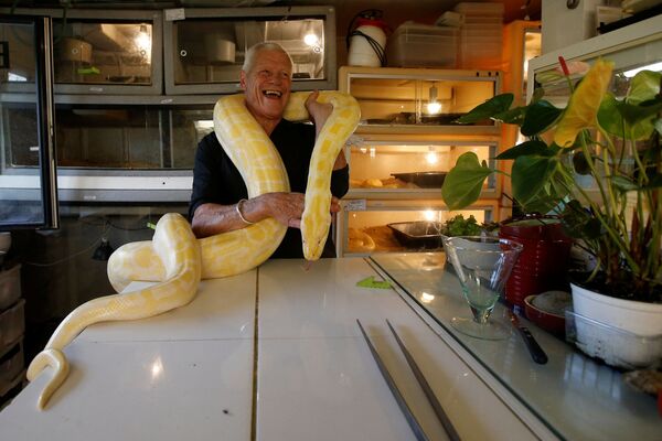67-летний любитель рептилий Филипп Жийе с питоном у себя дома во французском городе Куэрон - Sputnik Молдова