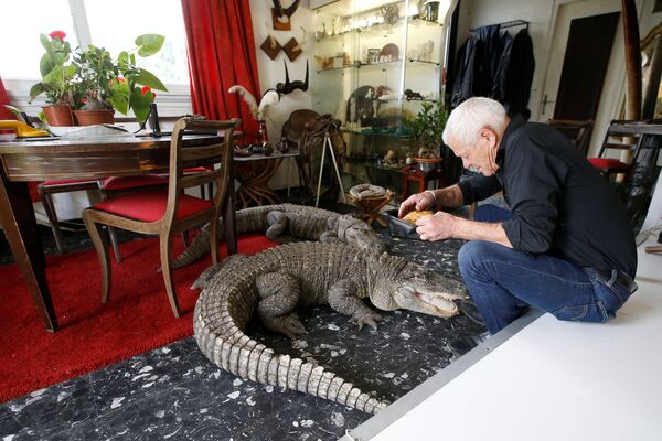 67-летний любитель рептилий Филипп Жийе с крокодилами у себя дома во французском городе Куэрон - Sputnik Молдова