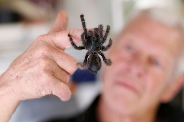 67-летний любитель рептилий Филипп Жийе с ручным тарантулом у себя дома во французском городе Куэрон - Sputnik Молдова