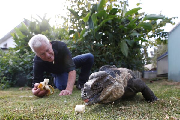 67-летний любитель рептилий Филипп Жийе кормит игуану в саду своего дома во французском городе Куэрон - Sputnik Молдова
