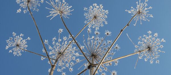 Засохший борщевик, покрытый инеем, brumă, îngheţ - Sputnik Moldova