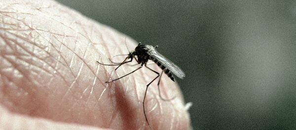 Țânțar - Sputnik Moldova