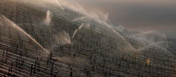 Полив виноградников, архивное фото. - Sputnik Молдова