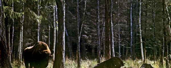 Pădure la frontiera între Polonia și Belarus - Sputnik Moldova-România