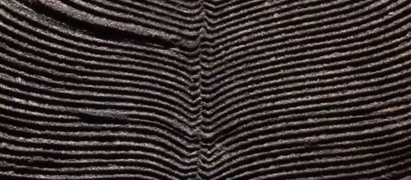 Самое древнее животное нашли на берегу Белого моря - Sputnik Молдова