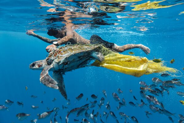 Снимок Save turtle ланкийского фотографа Jing Li, победивший в номинации Highly Commended конкурса Environmental Photographer of the Year 2018 - Sputnik Молдова