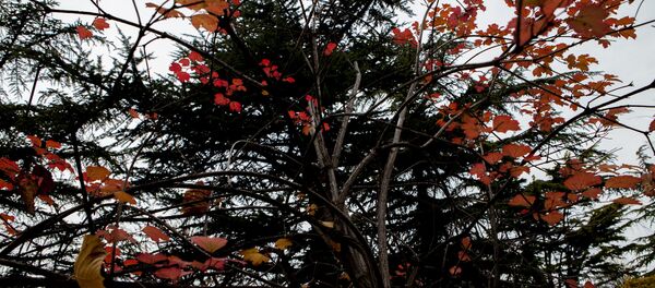 Осетинская осень: зовет и уносит Осетинская осень: зовет и уносит - Sputnik Молдова