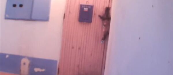 Кот - Sputnik Молдова