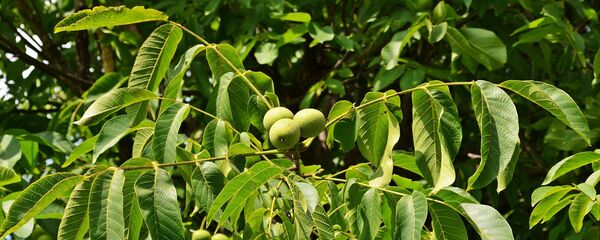 Nuc - Sputnik Moldova