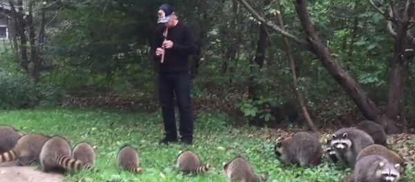 Заклинатель енотов Заклинатель енотов - Sputnik Молдова