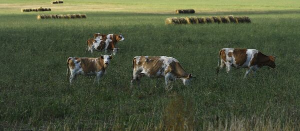 Коровы пасутся на поле у дороги в Республике Хакасия Коровы пасутся на поле у дороги в Республике Хакасия - Sputnik Молдова
