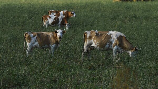 Коровы пасутся на поле у дороги в Республике Хакасия - Sputnik Молдова