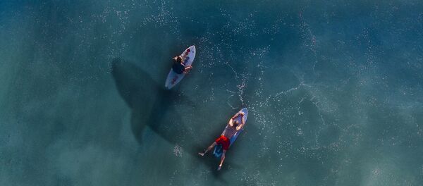 Surfer și Rechin Surfer și Rechin - Sputnik Moldova