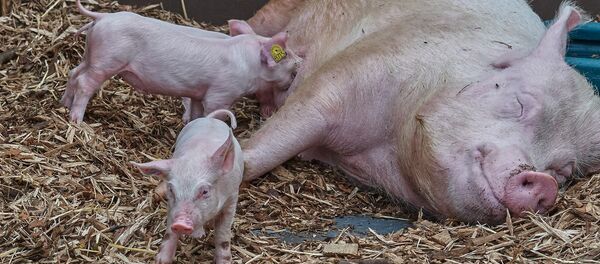 Свинья - Sputnik Moldova