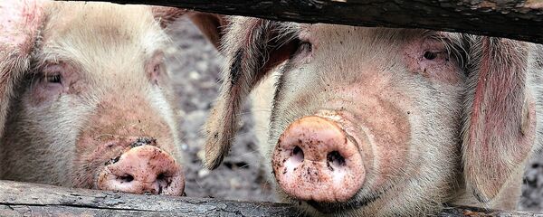 Свиньи Свиньи - Sputnik Moldova