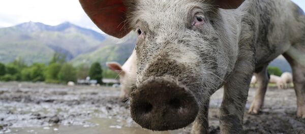 Свинья - Sputnik Moldova
