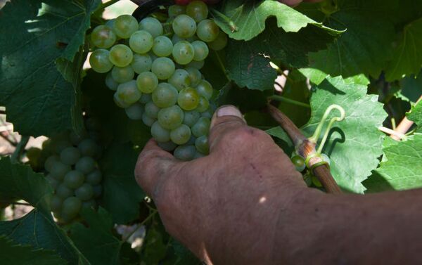 Рабочий срезает гроздь виноградным ножом - Sputnik Молдова