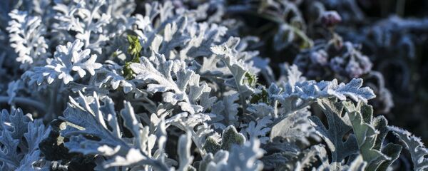 Îngheț - Sputnik Moldova