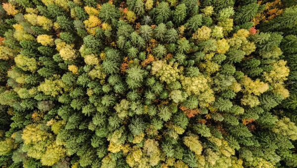Осенний лес в  Пермском крае - Sputnik Молдова