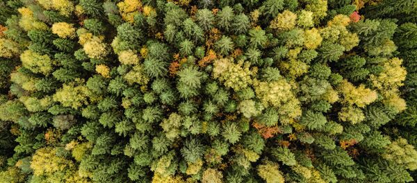 Осенний лес в  Пермском крае - Sputnik Молдова