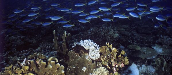 Adâncurile oceanului - Sputnik Moldova