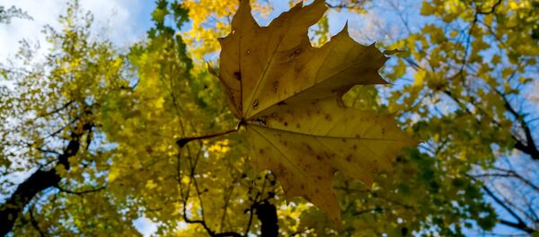 Лист клена в Летнем саду в Санкт-Петербурге Лист клена в Летнем саду в Санкт-Петербурге - Sputnik Молдова