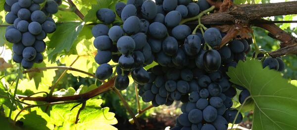 Виноград - Sputnik Moldova