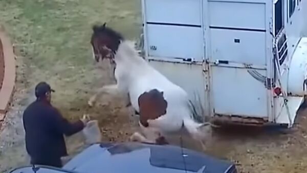 Разъяренный питбуль напал на лошадь, но это было очень большой ошибкой – видео - Sputnik Молдова