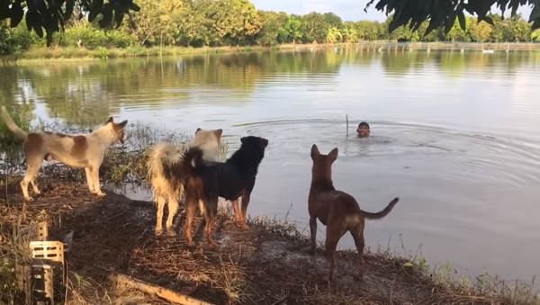 Хозяин решил разыграть своих собак и спрятался под водой - Sputnik Молдова
