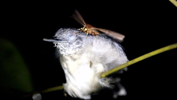 Как ночная бабочка и комар высасывают у птицы слезы и кровь - Sputnik Молдова
