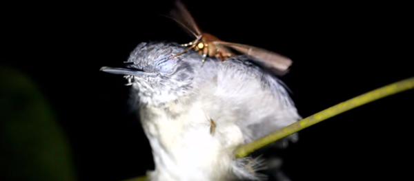 Как ночная бабочка и комар высасывают у птицы слезы и кровь Как ночная бабочка и комар высасывают у птицы слезы и кровь - Sputnik Молдова