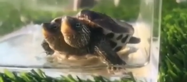 В Китае показали двухголовую черепаху-мутанта - Sputnik Молдова