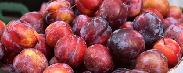 Сливы, архивное фото. Сливы, архивное фото. - Sputnik Молдова