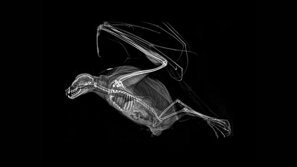 Рентгеновский снимок родригесской летучей лисицы в Орегонском зоопарке - Sputnik Молдова