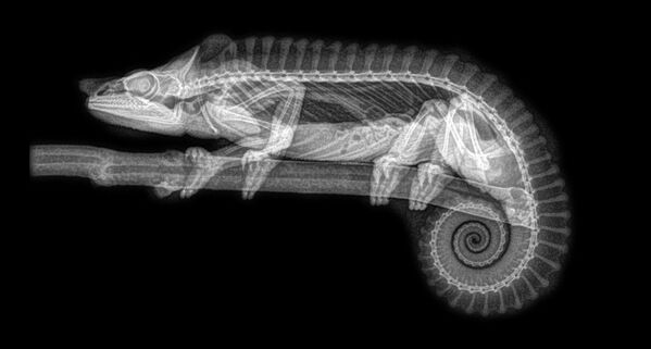 Рентгеновский снимок хамелеона в Орегонском зоопарке - Sputnik Молдова