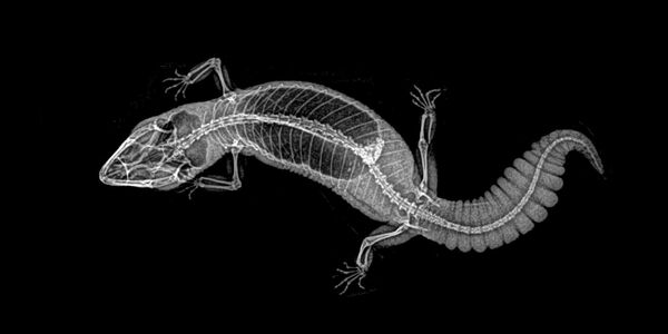 Рентгеновский снимок пясохвостного векоподвижного геккона в Орегонском зоопарке - Sputnik Молдова