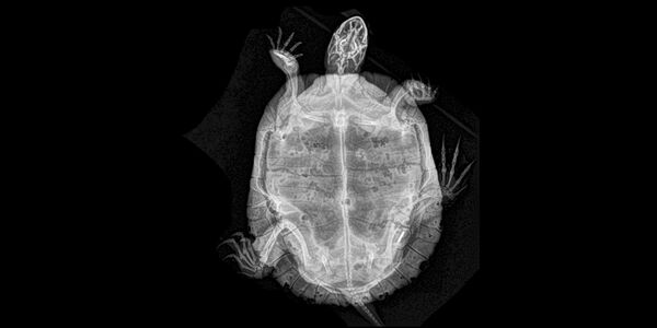 Рентгеновский снимок красноухой черепахи в Орегонском зоопарке - Sputnik Молдова