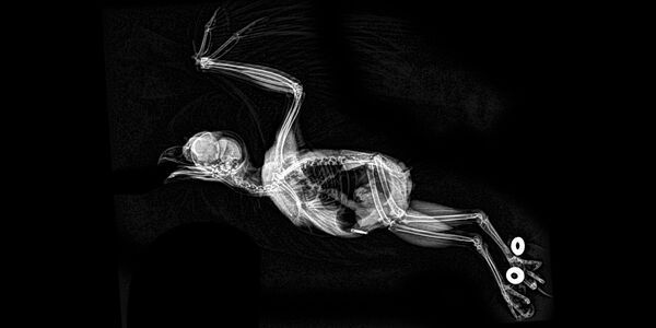 Рентгеновский снимок совы в Орегонском зоопарке - Sputnik Молдова