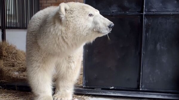 Спасение белого медведя - Sputnik Молдова