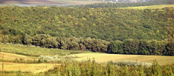 Кодры - возвышенность в Молдавии, 1972 год. - Sputnik Молдова