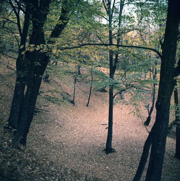 Молдавская ССР, лес на окраине села Кодры, 1978 год. - Sputnik Молдова
