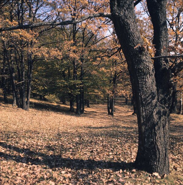 Молдавская ССР, село Кодры. Осень в лесу, 1978 год - Sputnik Молдова