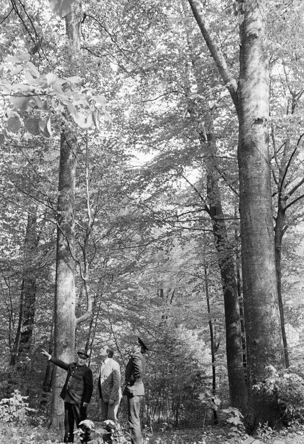 Лесники осматривают буковый лес в Кодрах. - Sputnik Молдова